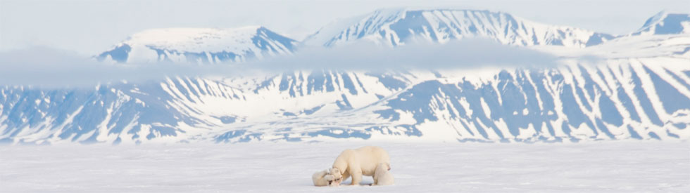 photo of polar bear and cub
